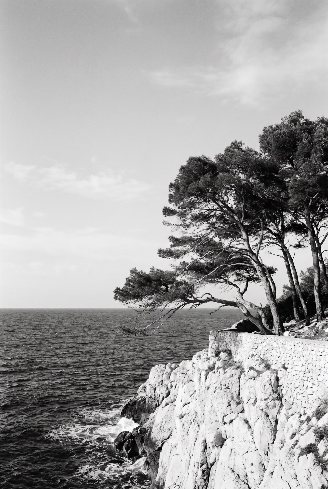 A stand of pines above the rocks
